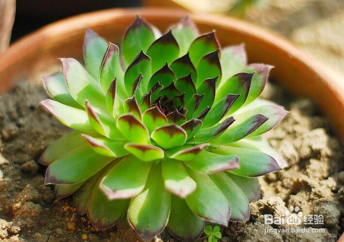 适合养在办公室的植物