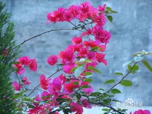 三角梅小品盆景的取材、管理养护与快速成形