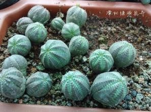 大戟科布纹球的养殖方法