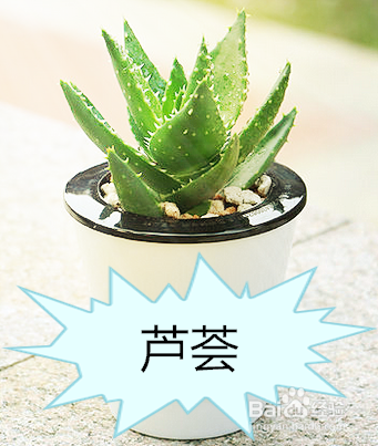 一般的家养绿化植物