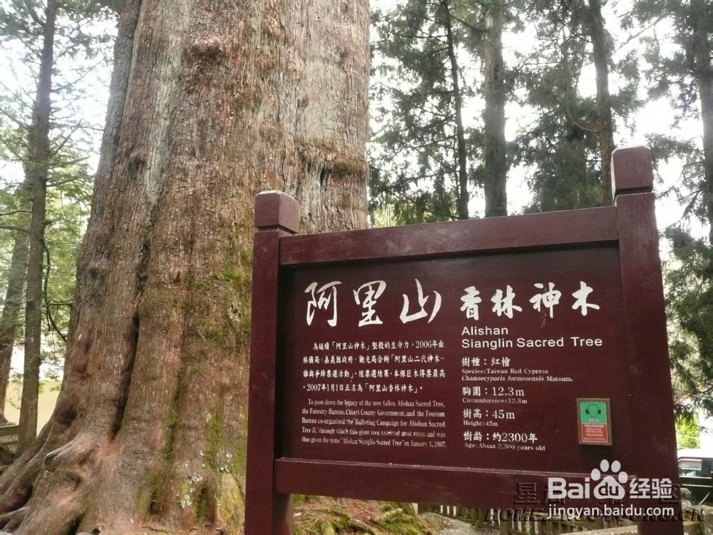 宝岛台湾旅游攻略：[3]阿里山旅游攻略