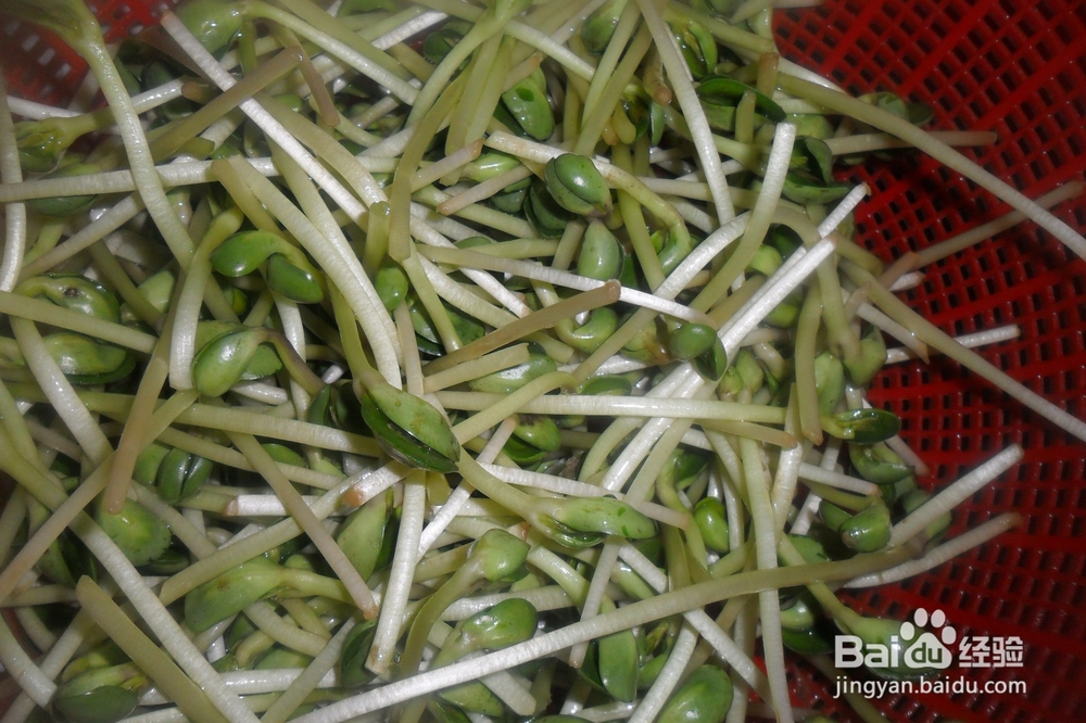 家常快速炒豆苗（绿豆瓣）