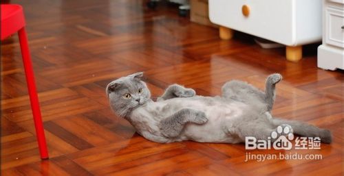 英国短毛猫简单行为平时如何训练？