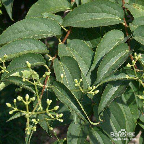 七子花的养殖技巧与病虫害预防