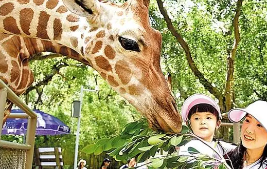 去鄂尔多斯动物园需要带身份证吗