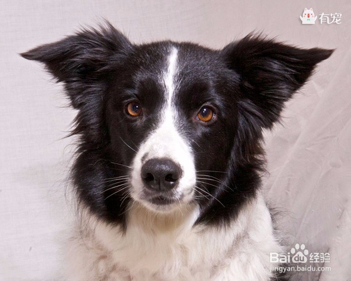 狗界高材生——边牧