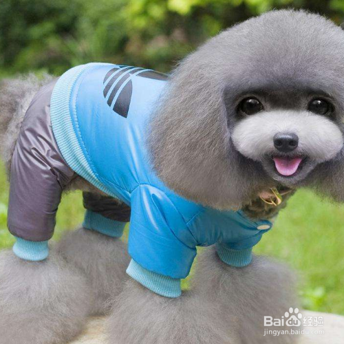 给狗狗穿衣服要注意什么？
