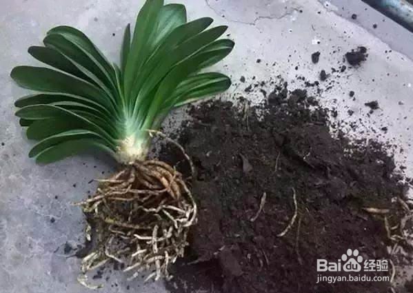 解决花卉烂根的问题——神奇地药片