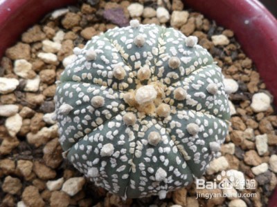 星兜仙人球瘦了怎么办