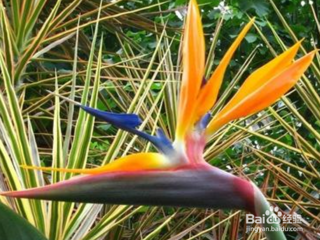 鹤望兰的养殖方法和注意事项有哪些？