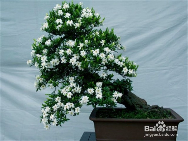 如何照料室内的栀子花？