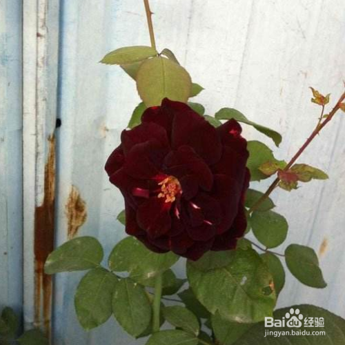 路易十四玫瑰的养殖方法和注意事项