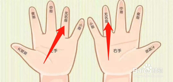 手指尖在哪个位置图片图片