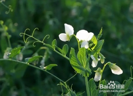 农村田间的蔬菜,开花原来这么美