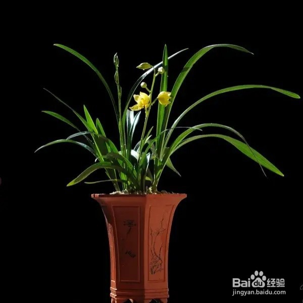 提高扦插成活率的小技巧,秋天放手去折腾吧