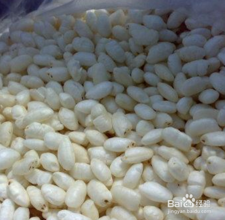 房间有老鼠怎么处理