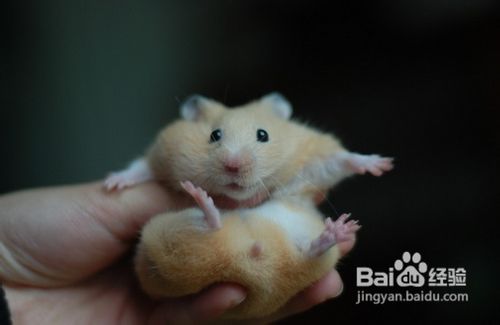 如何区分一线仓鼠与三线仓鼠？