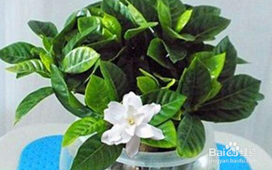 刚买回来的栀子花怎么水养?