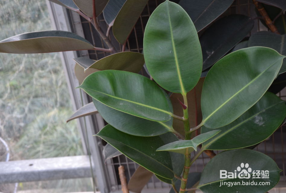 教你如何养好印度榕（橡皮树），不烂根不死亡