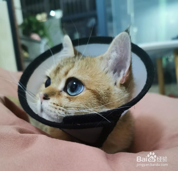 猫咪绝育后不吃不喝怎么办
