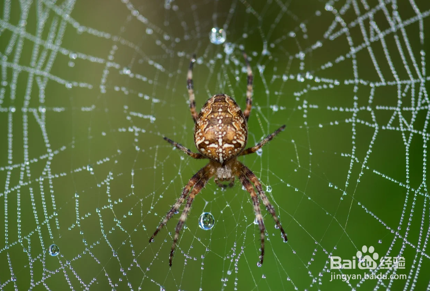 蜘蛛网的作用