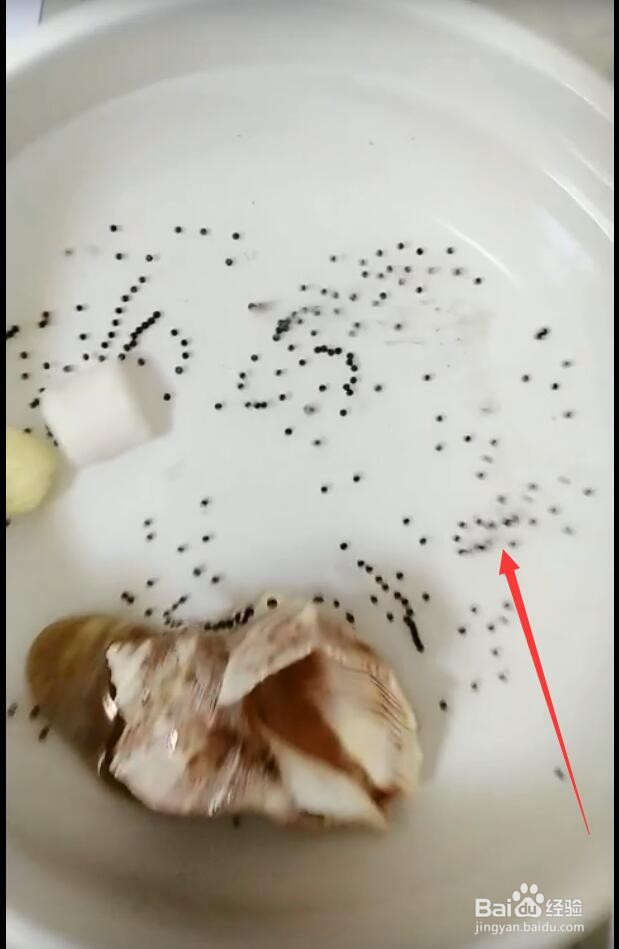 六角龙鱼下崽了怎么办