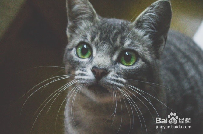 怎么样防止小猫咪咬人