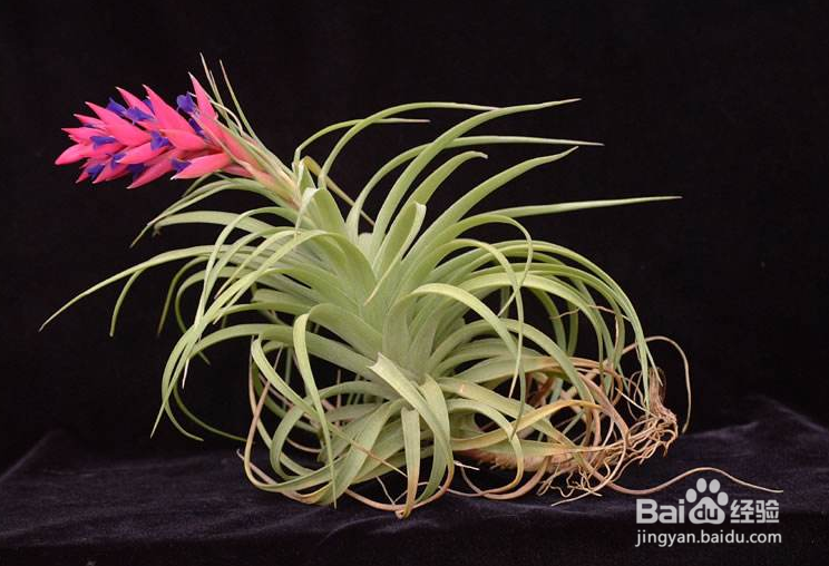 空气凤梨怎么繁殖