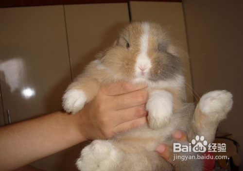 如何挑选一只健健康康的宠物兔呢？
