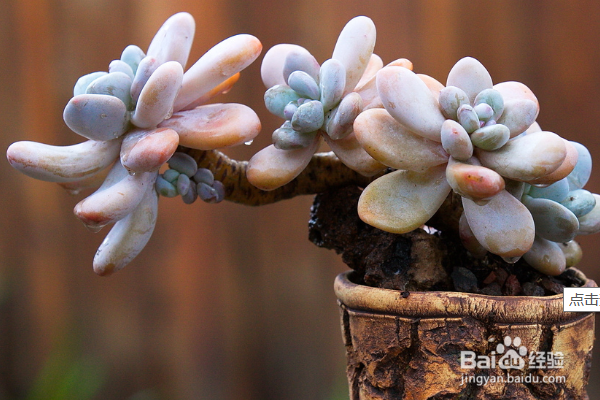 新手如何养多肉植物？