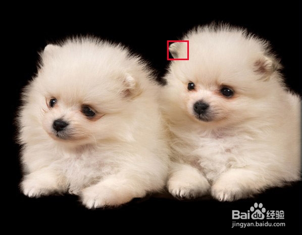 用调整边缘功能抠图：[3]抠图技巧