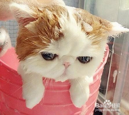 给猫咪洗澡的注意事项!