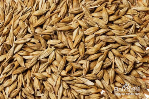 食用大麦搭配适宜食材的好处及食疗功效慎食人群