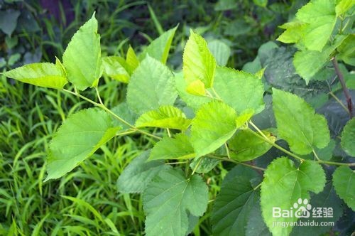 生活中常见中草药及其疗效(五)