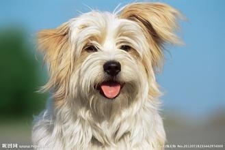 改善爱犬大小便 训狗教程看这里