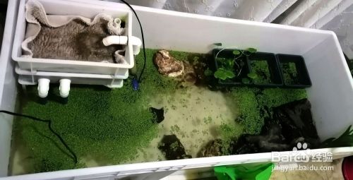 草龟饲养方法