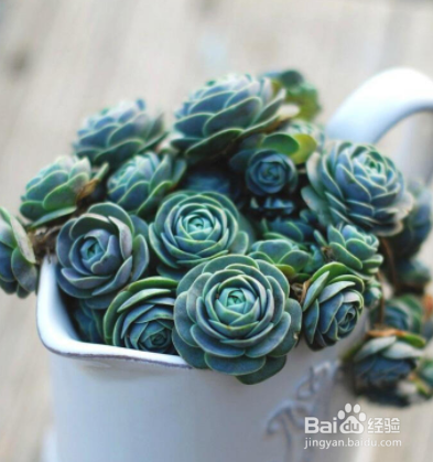 适合冬季养殖的多肉品种有哪些?