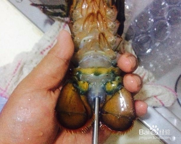 如何轻松处理生猛大龙虾,
