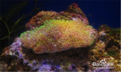 草缸蛋白虫怎么处理