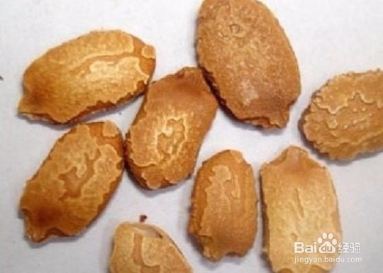 苦瓜种子如何催芽？