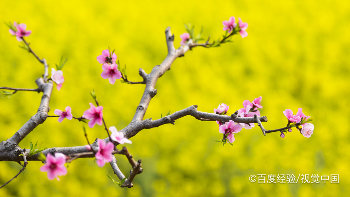 桃花是什么季节开的