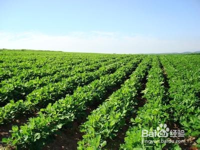 花生的全面详细介绍