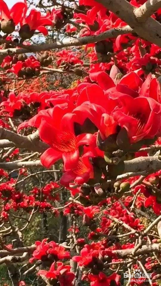 木棉花,一树能开几百朵,折点根枝就能扦插