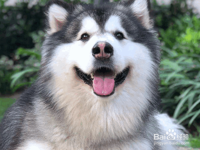 夏季养狗的注意事项