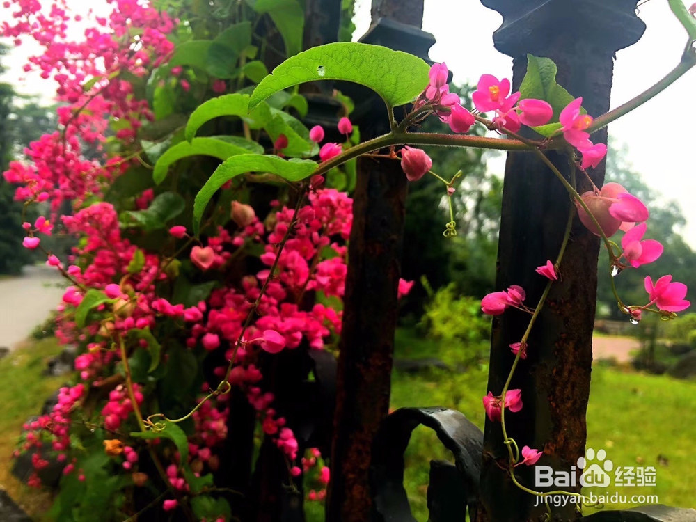 户外旅行，来植物园氧吧吧