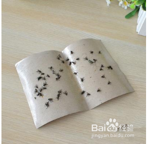 如何杀死苍蝇