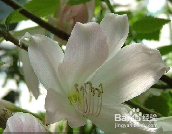 可以让你年轻十岁的补肾粥