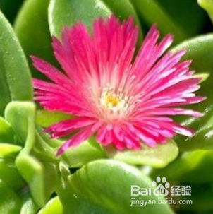 花蔓草种植方法 百度经验
