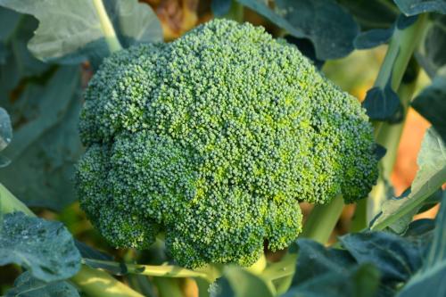 热量低的蔬菜和水果是什么？热量分别是多少