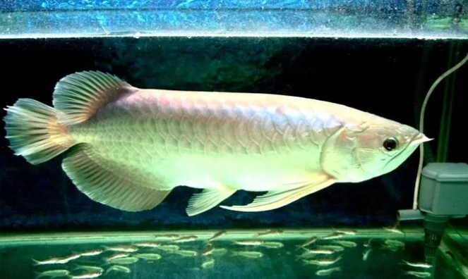 银龙鱼吃泥鳅需要注意什么